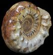 Wide Jurassic Ammonite Fossil - Madagascar #59609-2